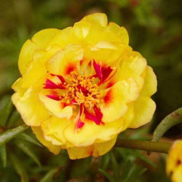 plant image 1399521