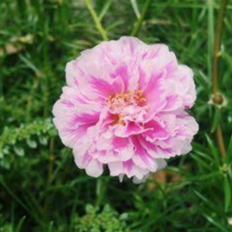 plant image 1399565