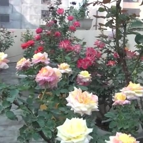 plant image 1399605