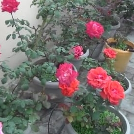 plant image 1399608