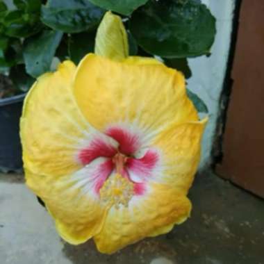 Tropical Hibiscus