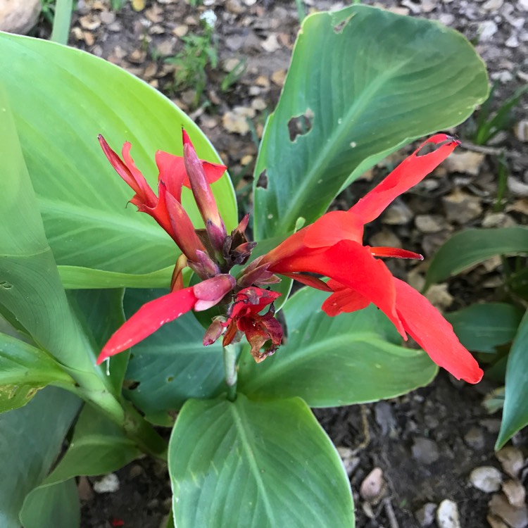 Plant image Alpinia Purpurata