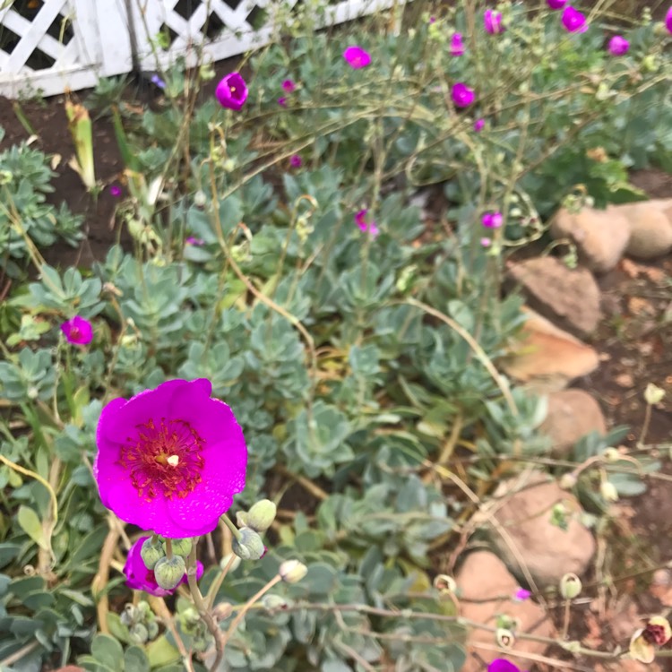 Plant image Calandrinia grandiflora