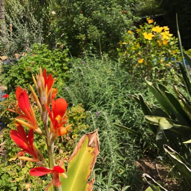 Maya's garden