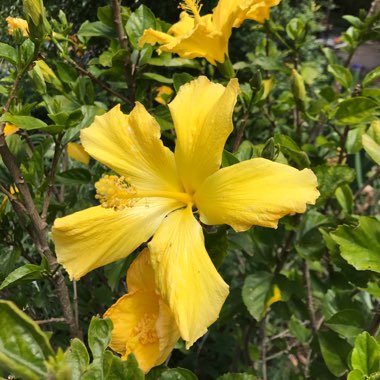 Rose Mallow
