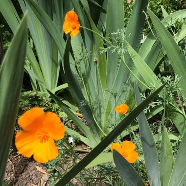 California Poppy