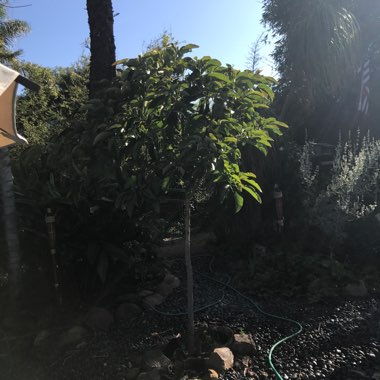 Avocado