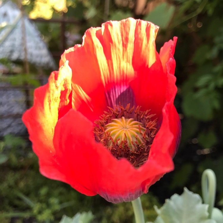plant image 431184