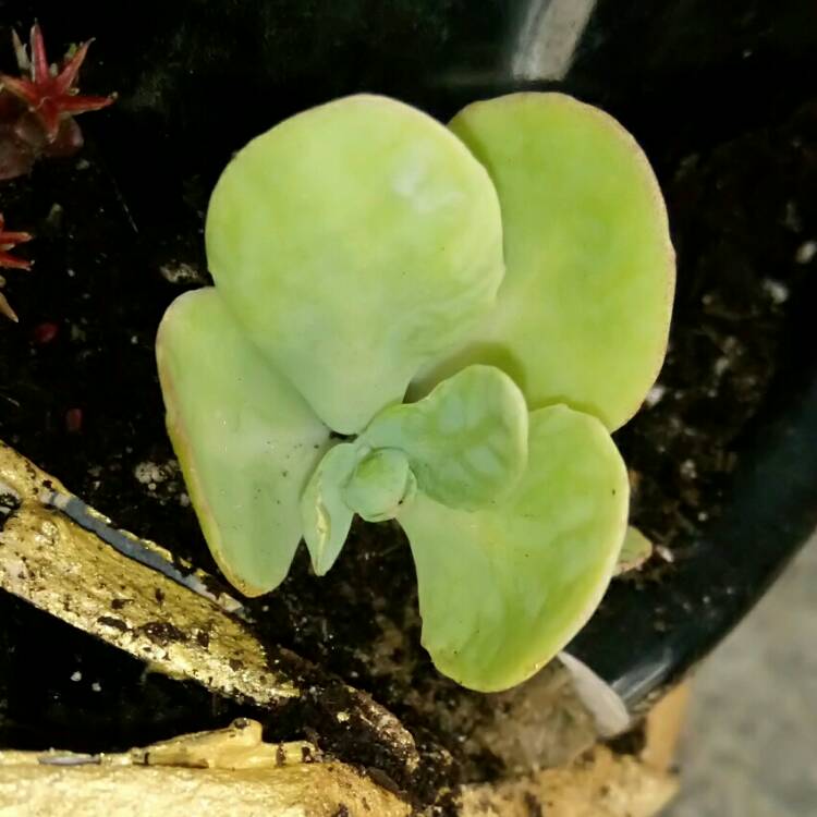 Plant image Kalanchoe tetraphylla