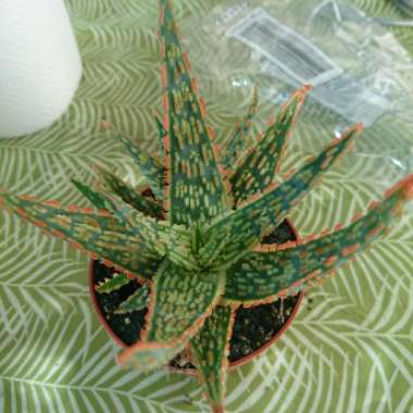 Aloe 'Pink Blush'