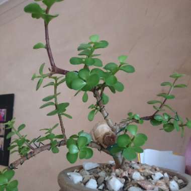 Elephant Bush