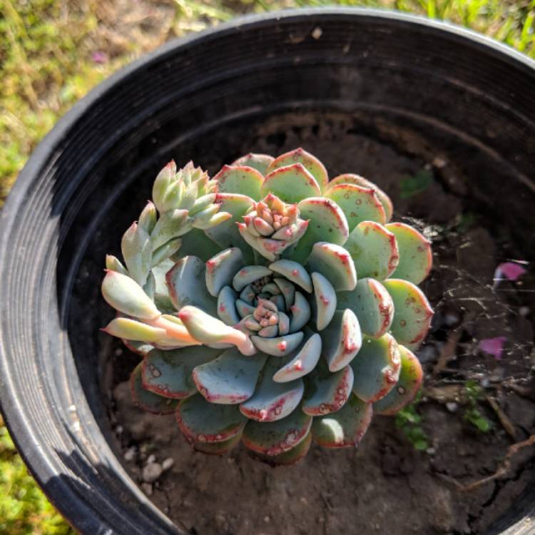 Plant image Echeveria Mexicensis