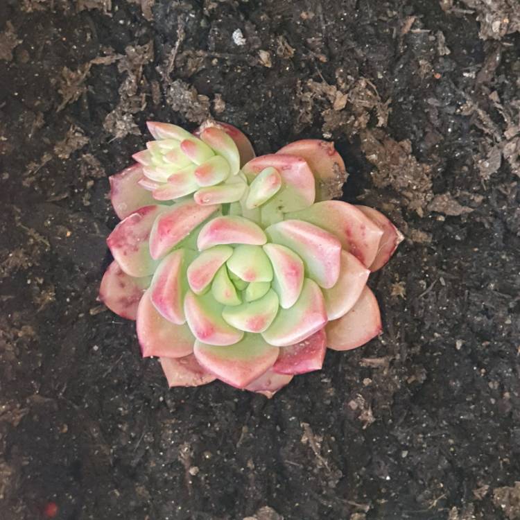 plant image 1346757