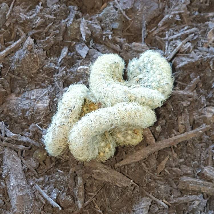 plant image 1346940