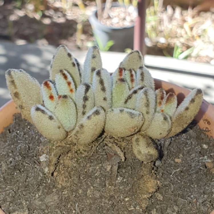 Plant image Kalanchoe tomentosa 'Teddy Bear'