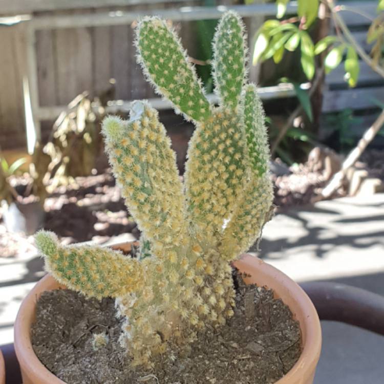 plant image 1347147