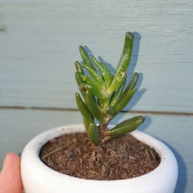 Crassula ovata 'Lady Fingers'