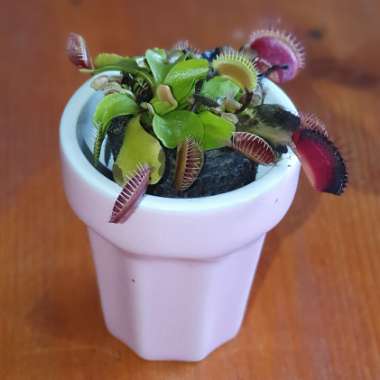 Dionaea muscipula