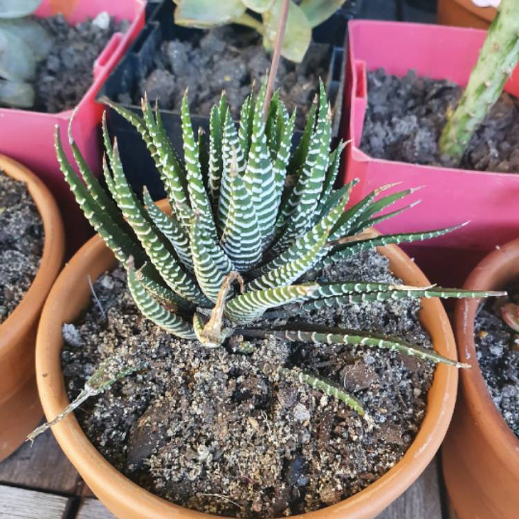 plant image 1354318