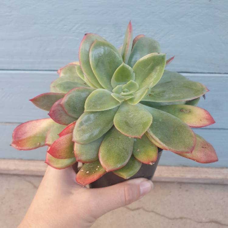plant image 1354322