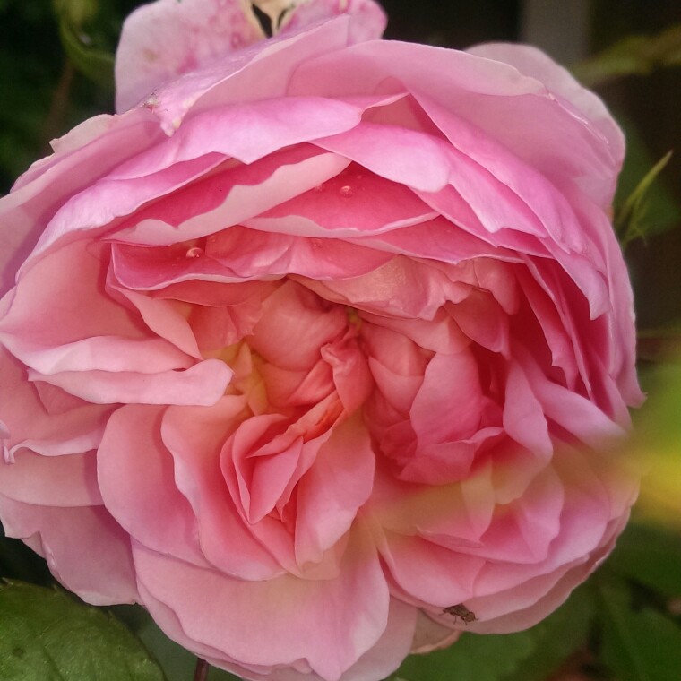 Jackie's garden