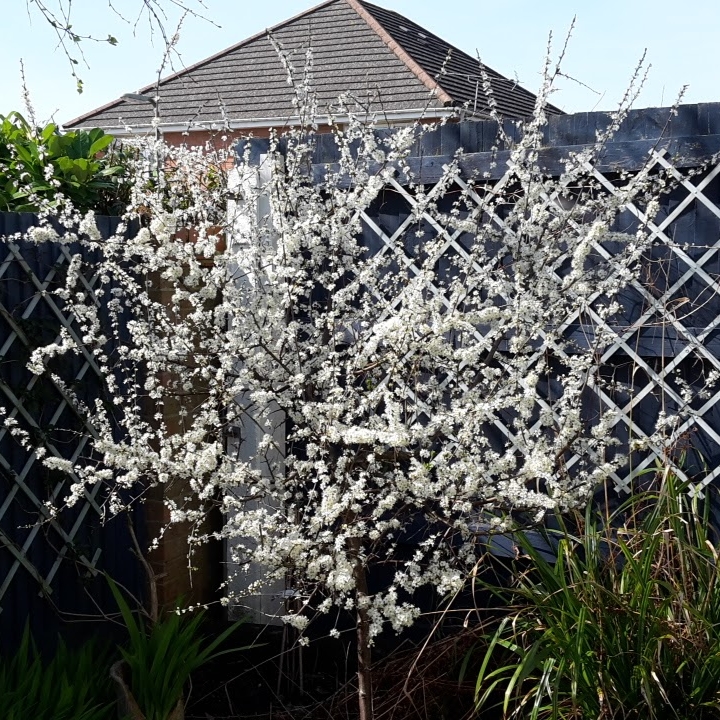 plant image 345626