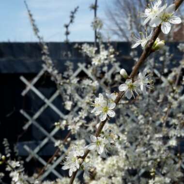 Prunus Spinosa