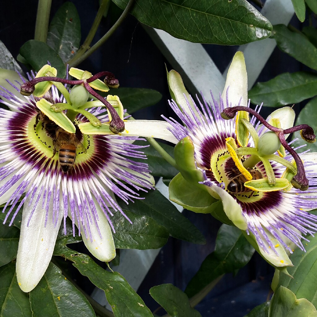Passiflora