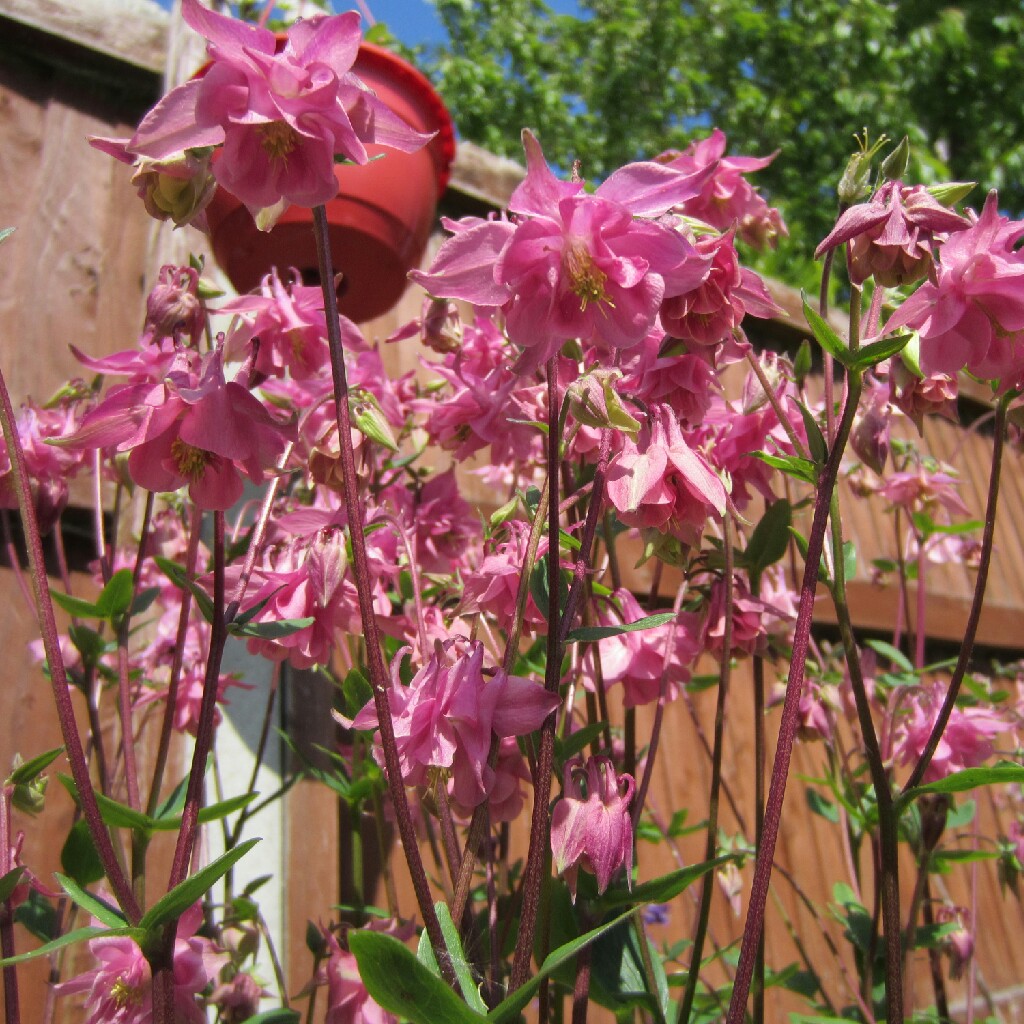 plant image 35939 plant image 35939
