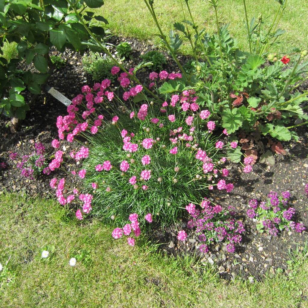 Armeria maritima