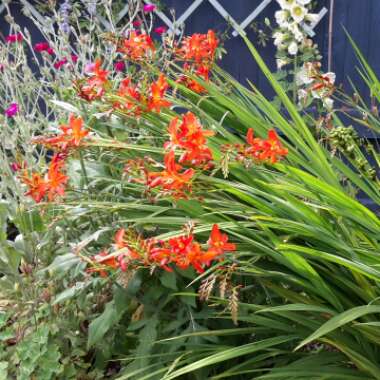 Crocosmia paniculata