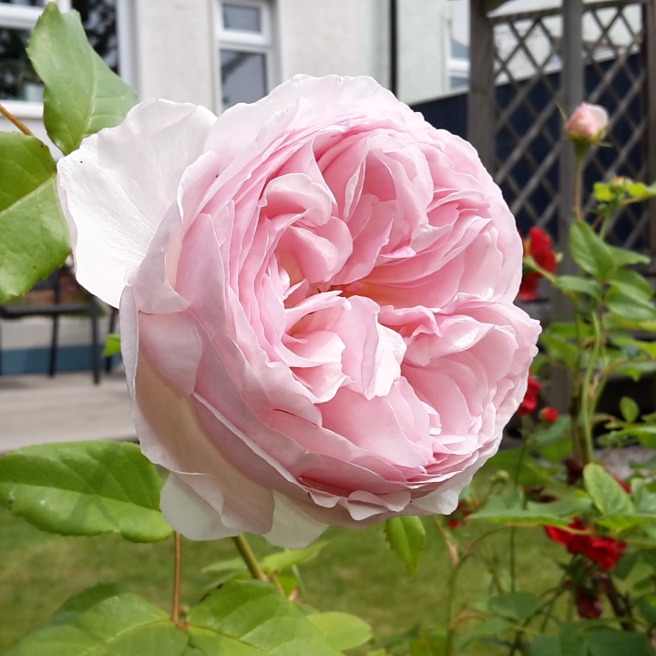 Plant image Rosa 'Ausblush' syn. Rosa 'Heritage'
