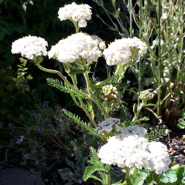 Achillea millefolium, Common Yarrow - uploaded by @MayflyJules