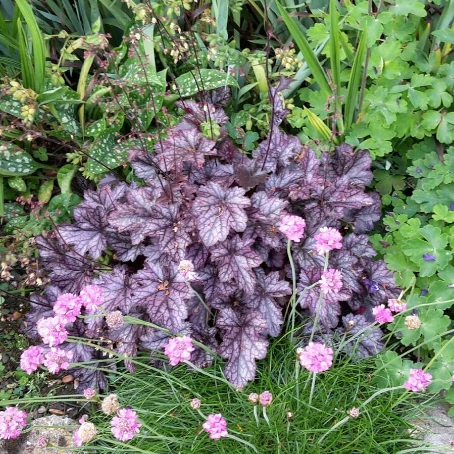 Plant image Heuchera 'Blackberry Jam'