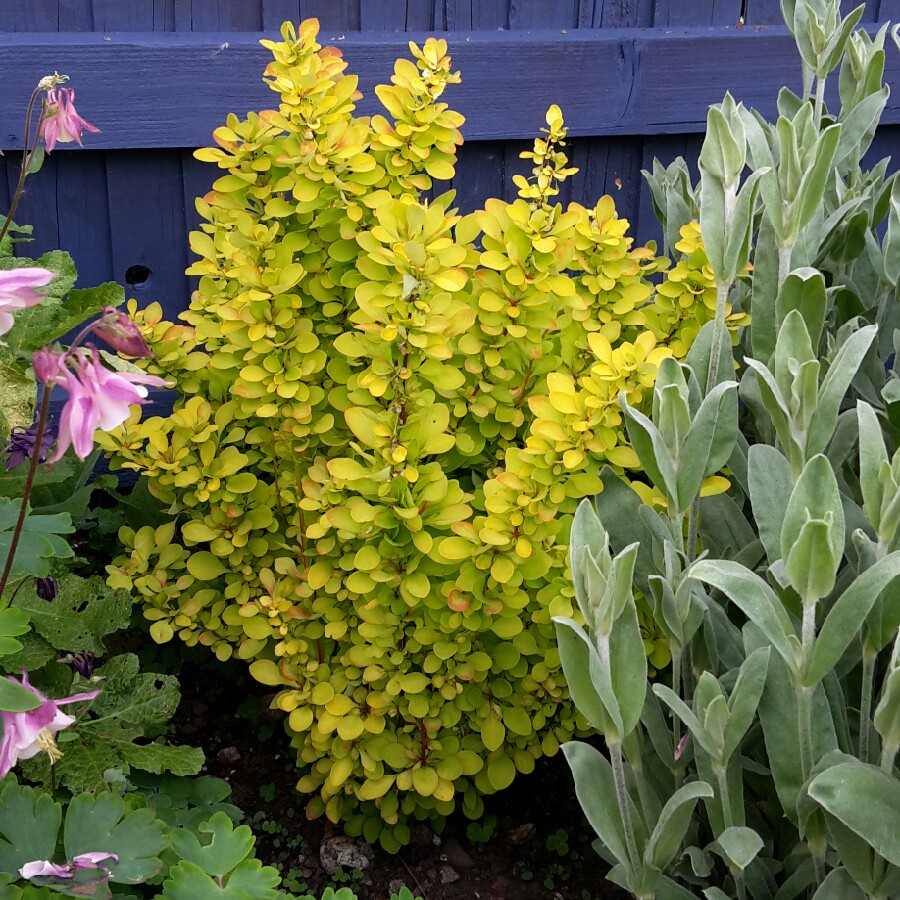 Plant image Berberis thunbergii 'Maria'