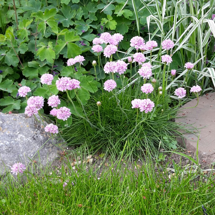 plant image 91475 plant image 91475
