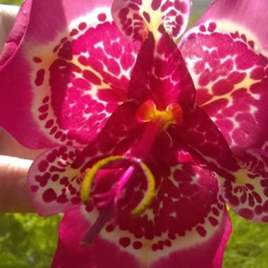 Mexican Shell Flower