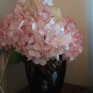 Hydrangea