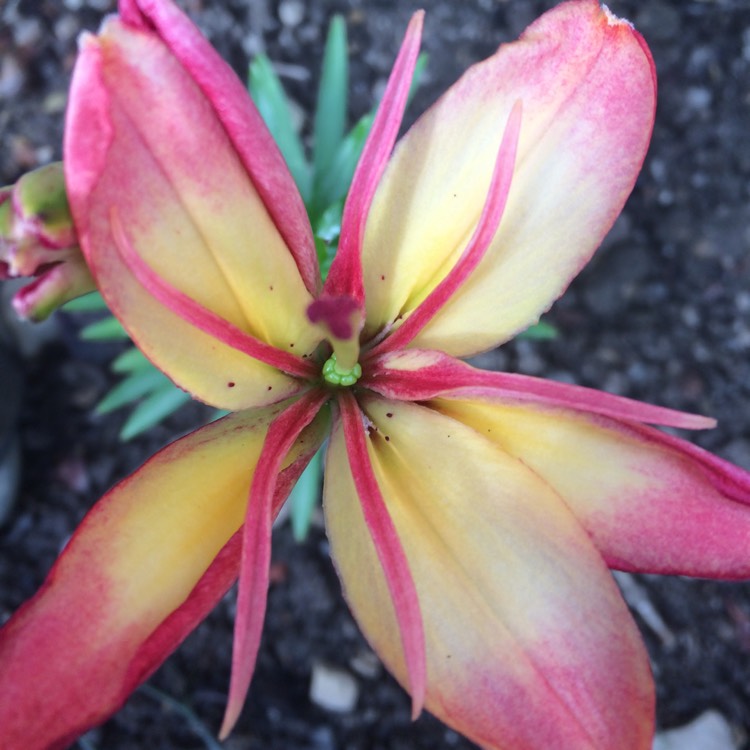 plant image 506444