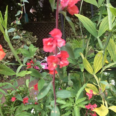 Amy's garden