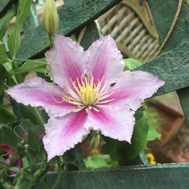 Clematis 'Piilu'