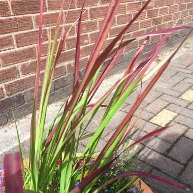 Japanese Blood Grass 'Rubra'