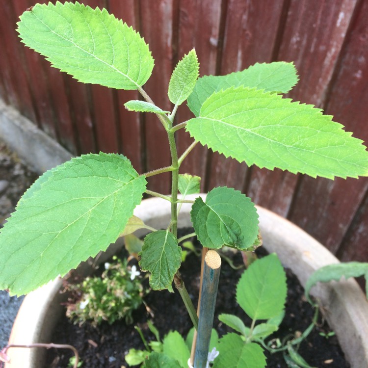 plant image 804955