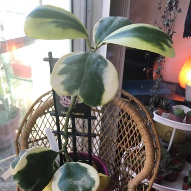 Hoya kerrii