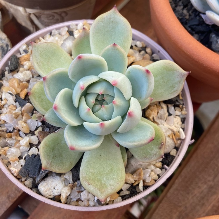 Plant image Echeveria Elegans Hybrid