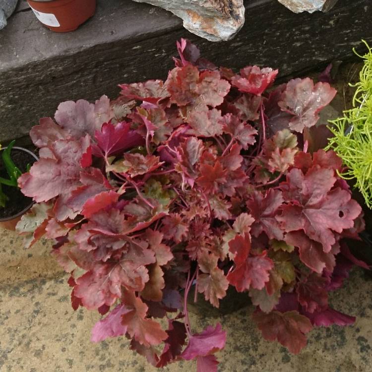 Plant image Heuchera 'Amber Waves'
