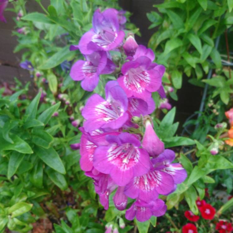 Plant image Penstemon schmidel 'Purple Riding Hood'