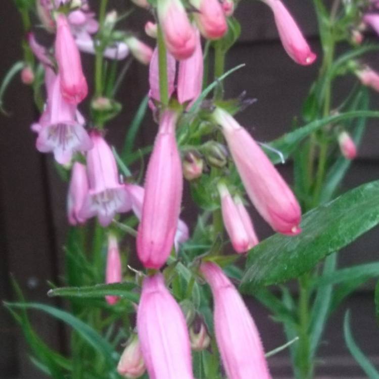 Plant image Penstemon 'Hidcote Pink'
