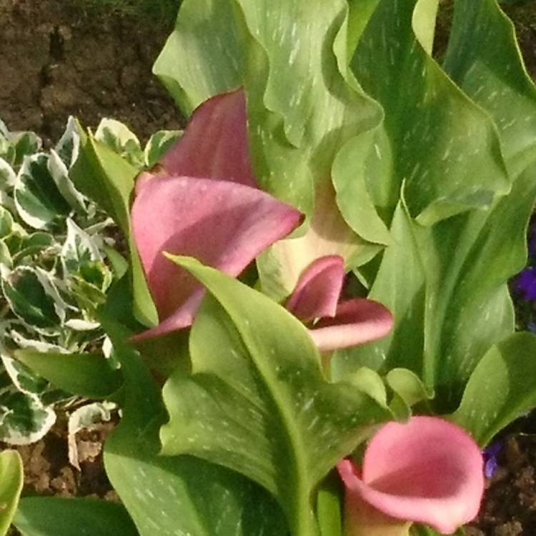 Plant image Zantedeschia 'Captain Fuego'