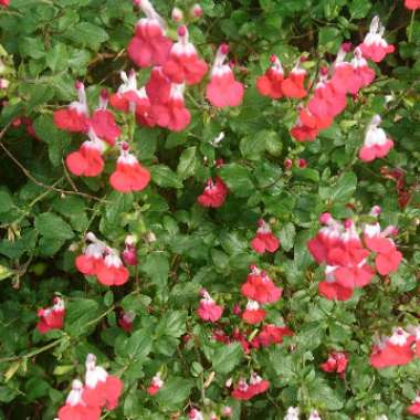 Sage 'Hot Lips'